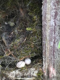 Nistkasten mit 2 Eiern unter dem Nest